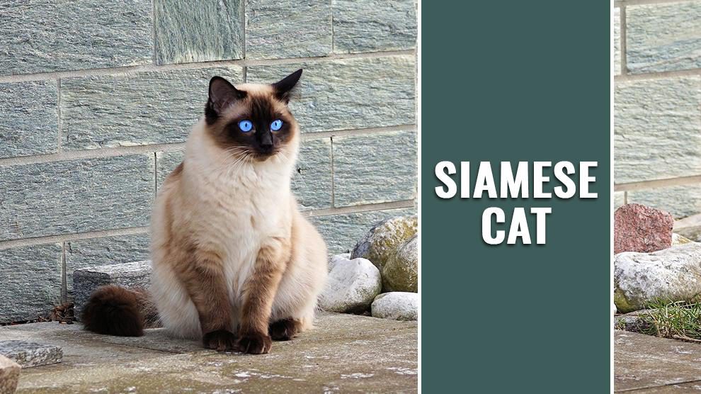 Siamese Cat