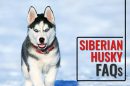 Siberian Husky FAQs