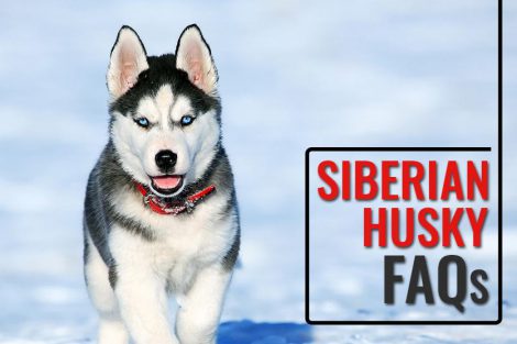 Siberian Husky FAQs