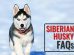 Siberian Husky FAQs