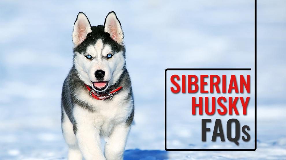 Siberian Husky FAQs