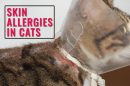 Skin Allergies In Cats