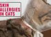 Skin Allergies In Cats