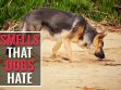 Smells That Dogs Hate