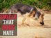 Smells That Dogs Hate