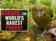 The Kakapo – A Rare Flightless Parrot On The Verge Of Extinction