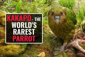 The Kakapo – A Rare Flightless Parrot On The Verge Of Extinction