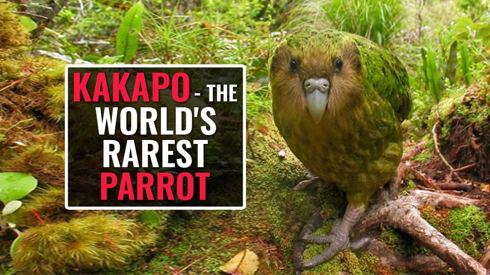 The Kakapo – A Rare Flightless Parrot On The Verge Of Extinction