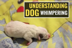 Understanding Dog Whimpering