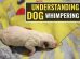 Understanding Dog Whimpering