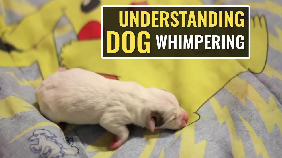Understanding Dog Whimpering