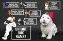 Unique Dog Names