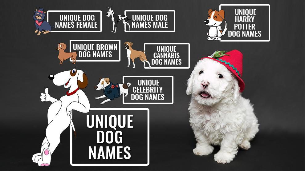 Unique Dog Names