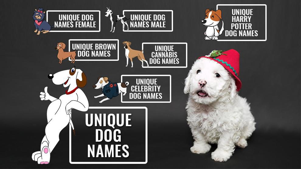 luxurious dog names