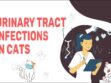 Urinary Tract Infections In Cats