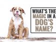 What’s The Magic In A Dog’s Name?