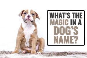 What’s The Magic In A Dog’s Name?