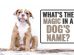 What’s The Magic In A Dog’s Name?