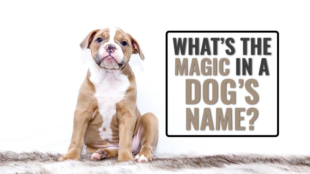 What’s The Magic In A Dog’s Name?