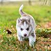 When Do Puppies Learn To Play Walk And Bark