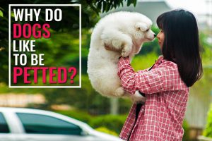 Why Do Dogs Like To Be Petted?