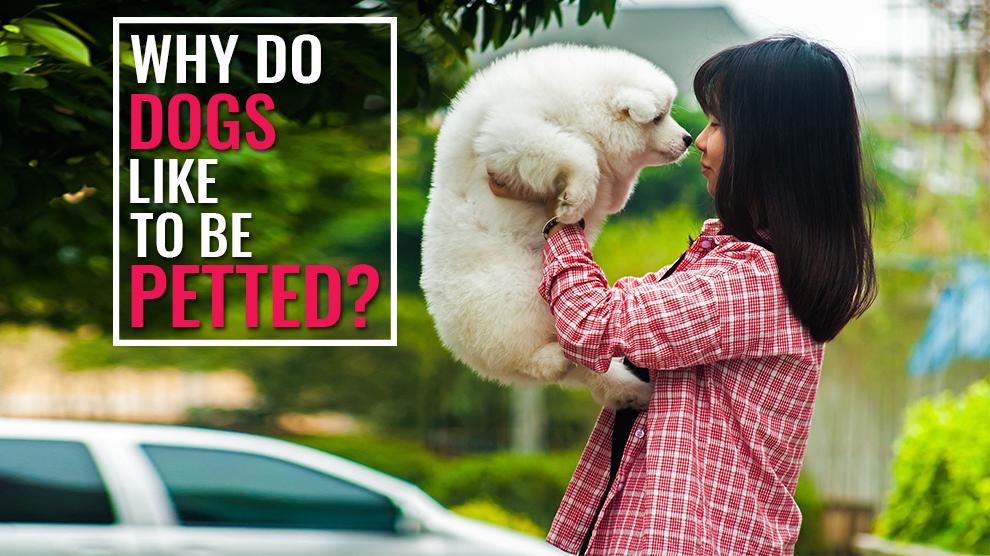 Why Do Dogs Like To Be Petted? How To Show A Dog You Love Them? Petmoo