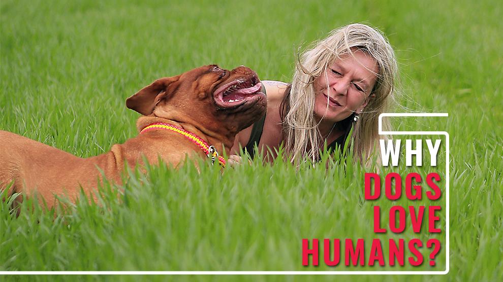 Dogs And Humans - Why Dogs Love Humans? - Petmoo