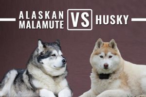 Alaskan Malamute Vs Husky
