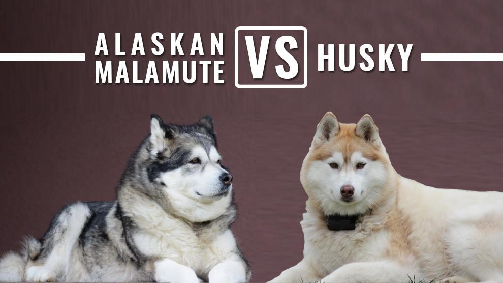 malamute husky comparison