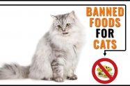 Toxic Foods For Cats