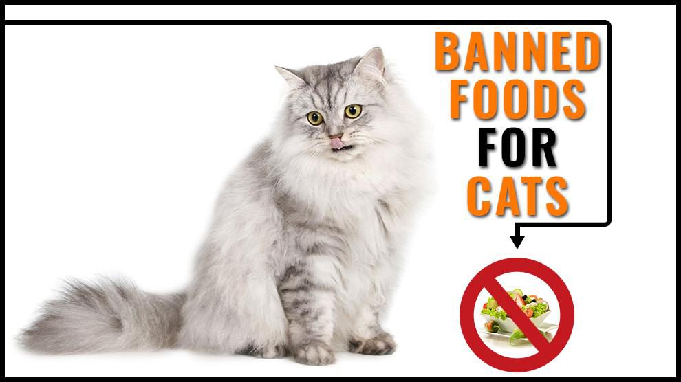 Toxic Foods For Cats