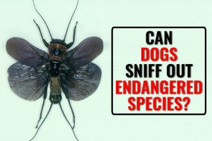 Can Dogs Sniff Out Endangered Species?