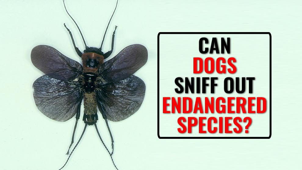 Can Dogs Sniff Out Endangered Species?