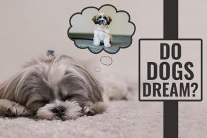 Do Dogs Dream – Let Sleeping Dogs Lie!