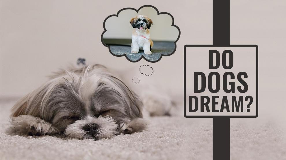 Do Dogs Dream – Let Sleeping Dogs Lie!