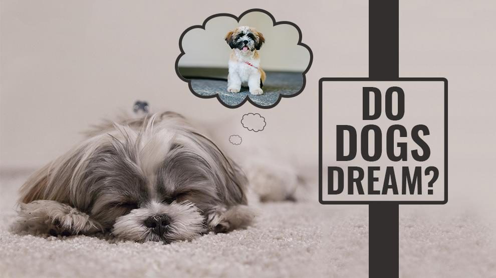 Do Dogs Dream – Let Sleeping Dogs Lie!