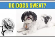 Do Dogs Sweat?