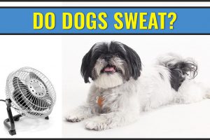 Do Dogs Sweat?