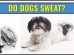 Do Dogs Sweat?