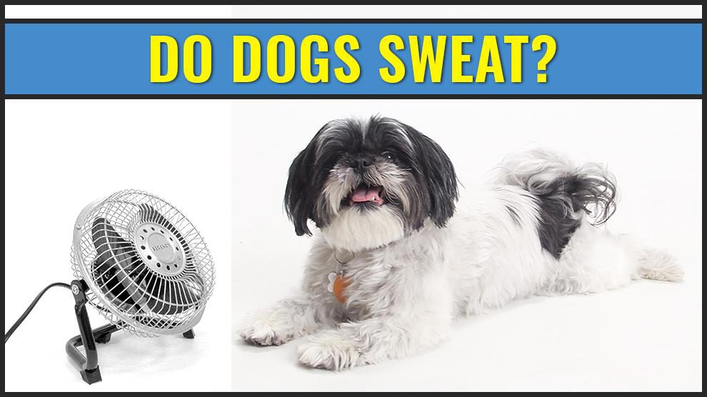 Do Dogs Sweat?