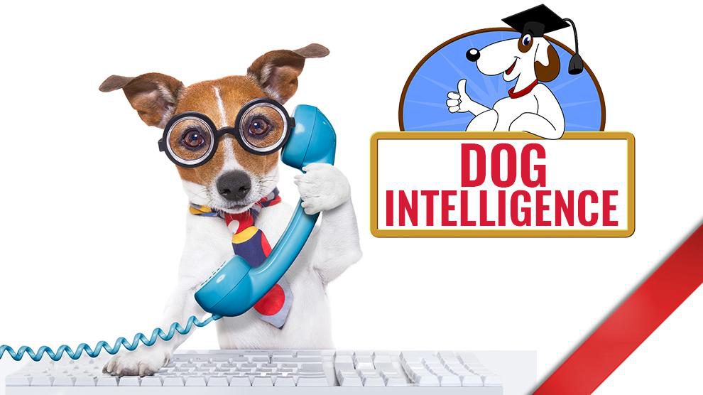 Dog Intelligence