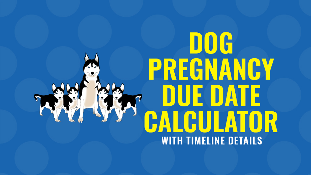 Dog Pregnancy Calculator And Timeline Calendar - Petmoo