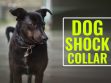 Dog Shock Collar