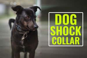 Dog Shock Collar