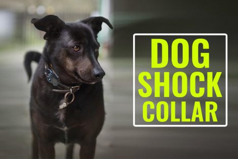 Dog Shock Collar
