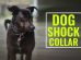 Dog Shock Collar