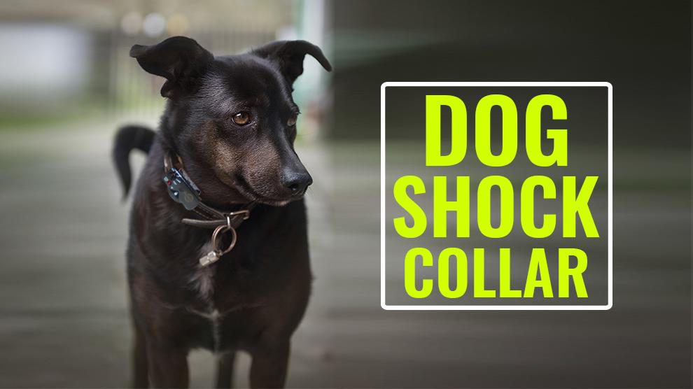 Dog Shock Collar