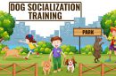 Dog Socialization Training