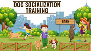 Dog Socialization Training