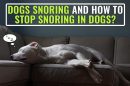 Dogs Snoring And How To Stop Snoring In Dogs?